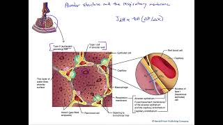 Alveolar structure and respiratory membrane [upl. by Gayleen]