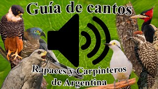 Guía cantos de aves Argentinas Carpinteros y Rapaces diurnas01 [upl. by Adao]