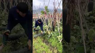 Green skinned wax gourd harvesting process [upl. by Allister]