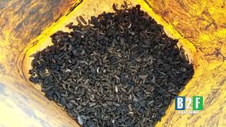 Black Soldier Fly Larvae Each Year for Free blacksoldierfly [upl. by Roye71]