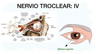 NERVIO TROCLEAR IV ✅🧠 Cuarto par craneal 👌🏼 [upl. by Yedok]