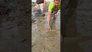 Amazing Big Fish Catch By Hand From Muddy Water Fish fishinglife bigfish village Fishing [upl. by Yrahca]