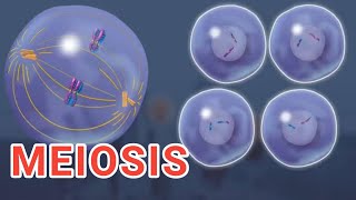 MEIOSIS  3D  Cell Division  Cell Cycle [upl. by Esyned]