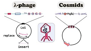 Lambda Phage vector Cosmid cloning vector  spi phenotype and in vitro packaged lambda virus [upl. by Salene]