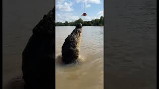 Giant Saltwater Crocodile leaps out of water [upl. by Nettirb674]