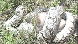 Indian Python crushes langur to death [upl. by Pelaga]