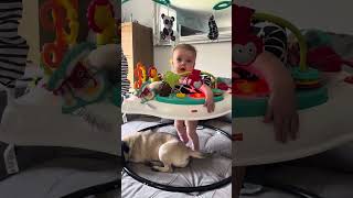 Pug vs jumperoo [upl. by Darryl173]