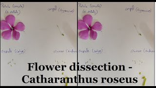 Flower dissection Vinca Rosea  Catharanthus roseus flower plant flower and fruit view Periwinkle [upl. by Eshelman]