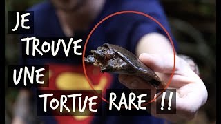 JE TROUVE UNE TORTUE RARE  TOOPET VLOG HERPING THAÏLANDE [upl. by Matthieu]