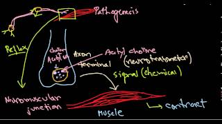 Clostridium botulinum pathogenesis [upl. by Isidora180]