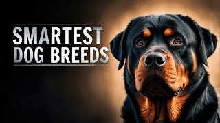 Top 10 Smartest Dog Breeds Canine Geniuses [upl. by Nylirahs]