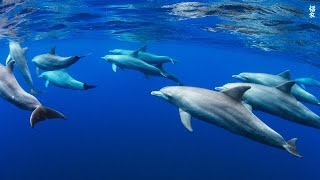 Relaxing music to relieve stress anxiety and depression • Mind body 🐬 Calming music [upl. by Norrad]