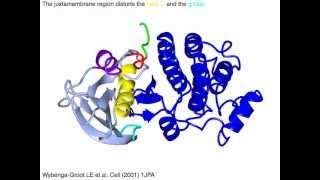 Ephrin cytoplasmic tyrosine kinase domain [upl. by Abocaj]