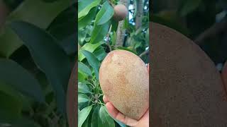 Enjoy Beautiful Nature With Rural Life  115Sapota Fruits Plants [upl. by Larissa]