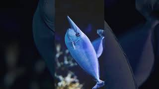 🐟☆³²A•¹ Spotted Unicornfish Naso brevirostris in Surgeonfish Family Acanthuridae [upl. by Tdnerb]