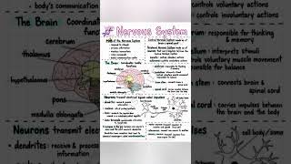 Nervous system physiology and anatomy [upl. by Kelwin]