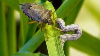 Spined soldier bug Podisus maculiventris vs inchworm caterpillar [upl. by Hauser40]