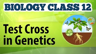 Test Cross in Genetics  Genetic Basis of Inheritance  Biology Class 12 [upl. by Sib718]