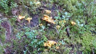 Belle cueillette de Chanterelles en Savoie [upl. by Eugeniusz405]