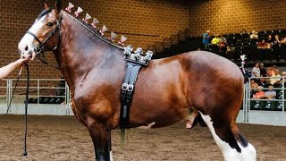 The Majestic Clydesdale A Journey Through History [upl. by Hedberg]