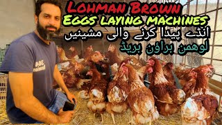 Lohman Brown chicks eggs amp details lohmanbrown chicks eggs hen pakistan india lahorehatching [upl. by Aleira584]