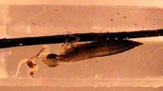 dragonfly captures a tadpole high speed video [upl. by Kreiker]