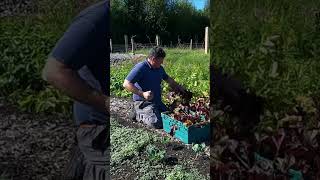 Harvesting Beetroot for pickling [upl. by Candace]