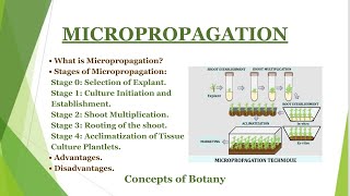 Micropropagation in Plant Tissue Culture Stages of Micropropagation Clonal Propagation Hindi [upl. by Iznekcam761]