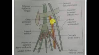 Anatomy of dorsalis pedis artery [upl. by Harleigh]