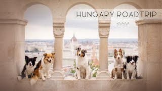 Hungary Roadtrip with dogs 2020 [upl. by Anilem]