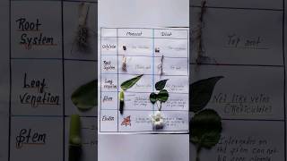 Identification of monocot and dicot plants easy shorts [upl. by Siuol497]