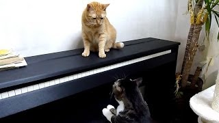 ボクの気持ちわかってほしいニャと訴える猫ｖｓうっとうしい猫 Cat Confesse His Love In Vain [upl. by Michaele]