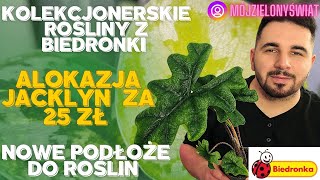 Alokazja Jacklyn za 25 zł w BIEDRONCE 🐞🌿 [upl. by Ayatnohs]