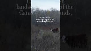 Preserving the Canadian Grasslands​ [upl. by Htebazil431]