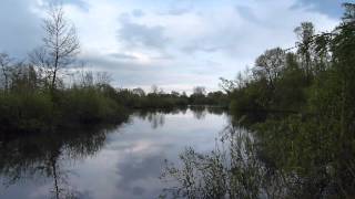 Vogelkijkhut de IJsvogel omgeving Zwolle [upl. by Dinsdale]