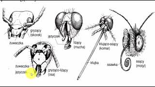 Aparaty gębowe owadów – OWADY Stawonogi  KOREPETYCJE z BIOLOGII – 326 [upl. by Bradlee179]