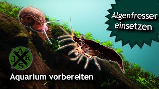 Garnelen einsetzen  Algenfresser fürs 60p Aquascape  JR Aquascaping [upl. by Ahiel]