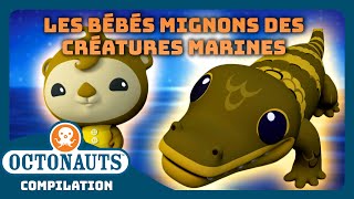 Octonauts  🦦 Les bébés mignons des créatures marines 🐬  Compilation  Dessins animés pour enfants [upl. by Eirot]