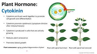 Plant Hormones Cytokinin  Biology [upl. by Ado]