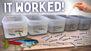 BREEDING Neon Tetras in Tubs  Over 100 Fry [upl. by Auhso968]