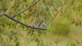 Birdsday Thursday Cedar Waxwing [upl. by Cale]