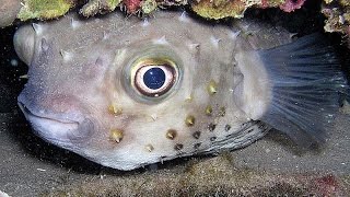 snorkeling ViVa Dominicus Beach 2105 GoPro 4 Silver [upl. by Lepper]