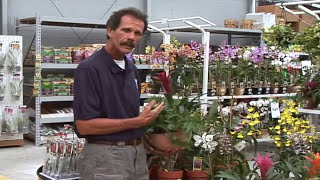 EOG BetterGro EP198a Orchids Lowes [upl. by Tarkany]