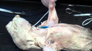 Day 2 Fetal Pig Dissection  Finish Skin Removal amp Superficial Muscles [upl. by Osher]