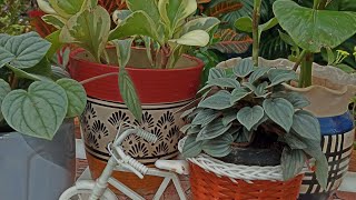 peperomia obtusifolia how to care tips and tricks 🌿👌 [upl. by Knapp352]