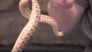 Herp Weekend Rattlesnake Talk Part 2 Sidewinder Crotalus cerastes [upl. by Marisa593]