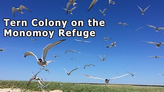 Tern Colony on the Monomoy National Wildlife Refuge [upl. by Gotcher368]