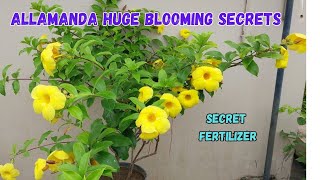 Allamanda Plant Secrets Achieve Lush Blooms Easily [upl. by Gauldin915]