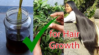 How to Make Bhringraj Oil at Home  Hair Growth Indian Secret  Get Long and Thick Hair [upl. by Ramalahs328]