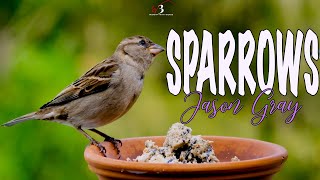 SPARROWS Lyrics Video  Jason Gray  Worship With Words [upl. by Mirna669]